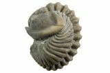 Wide Enrolled Flexicalymene Trilobite - Mt Orab, Ohio #329755-2